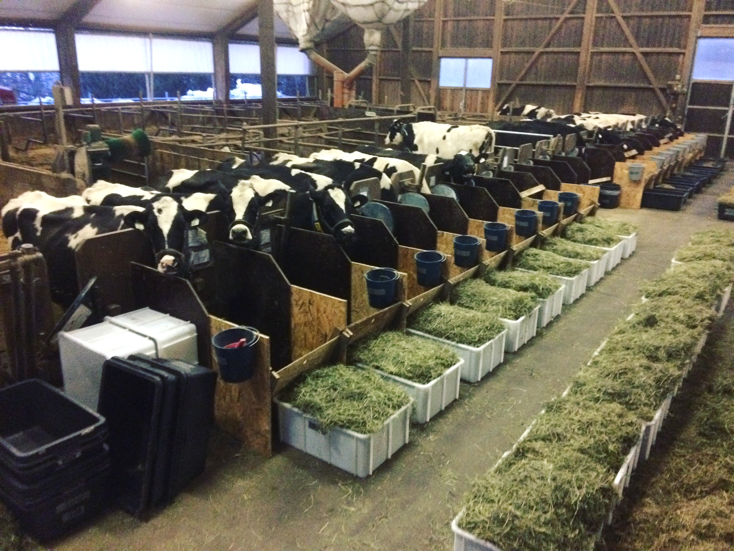 Die Versuche wurden an der HBLA Ursprung mit 18 Holstein-Kühen durchgeführt.