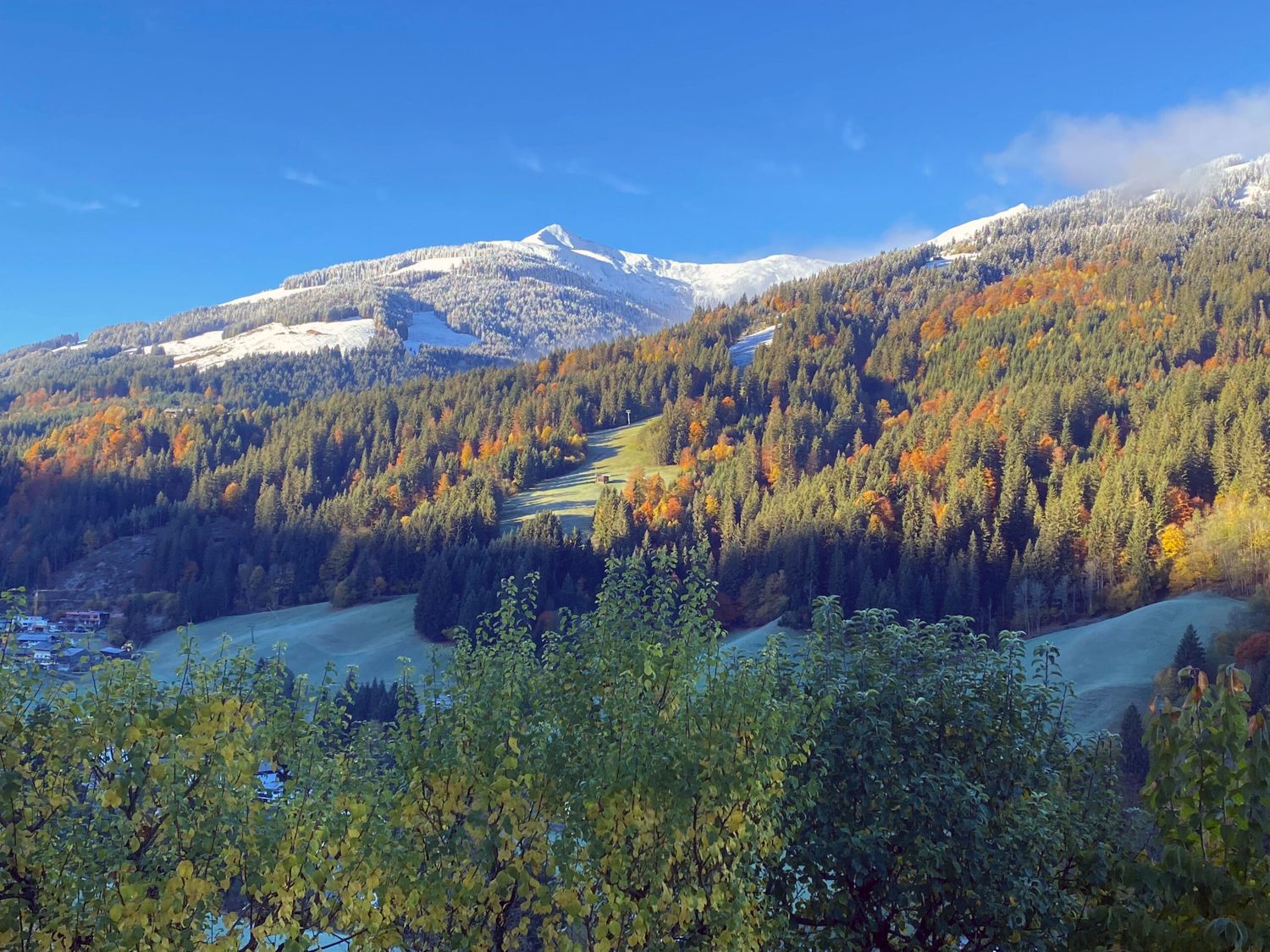 Herbst Fuchs