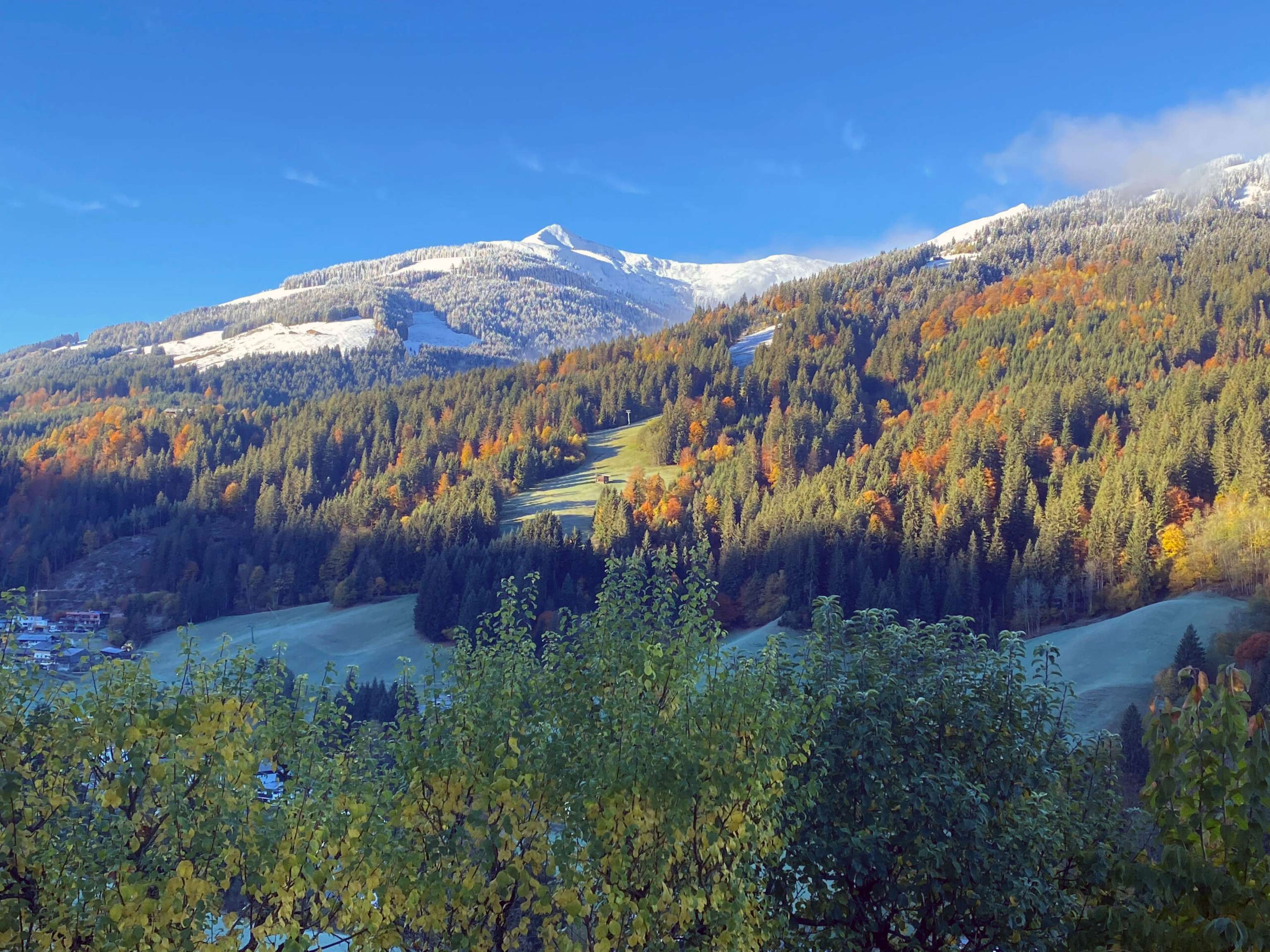Herbst Fuchs