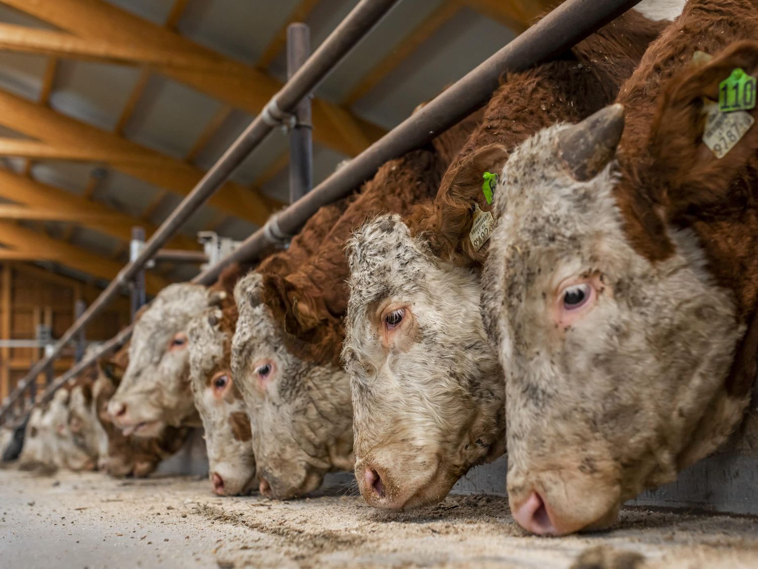 Neben pflanzlichen Eiweißquellen können laut EU-Kommission auch verarbeitete tierische Proteine als hochwertige Eiweißquellen für die Tierernährung geeignet sein.