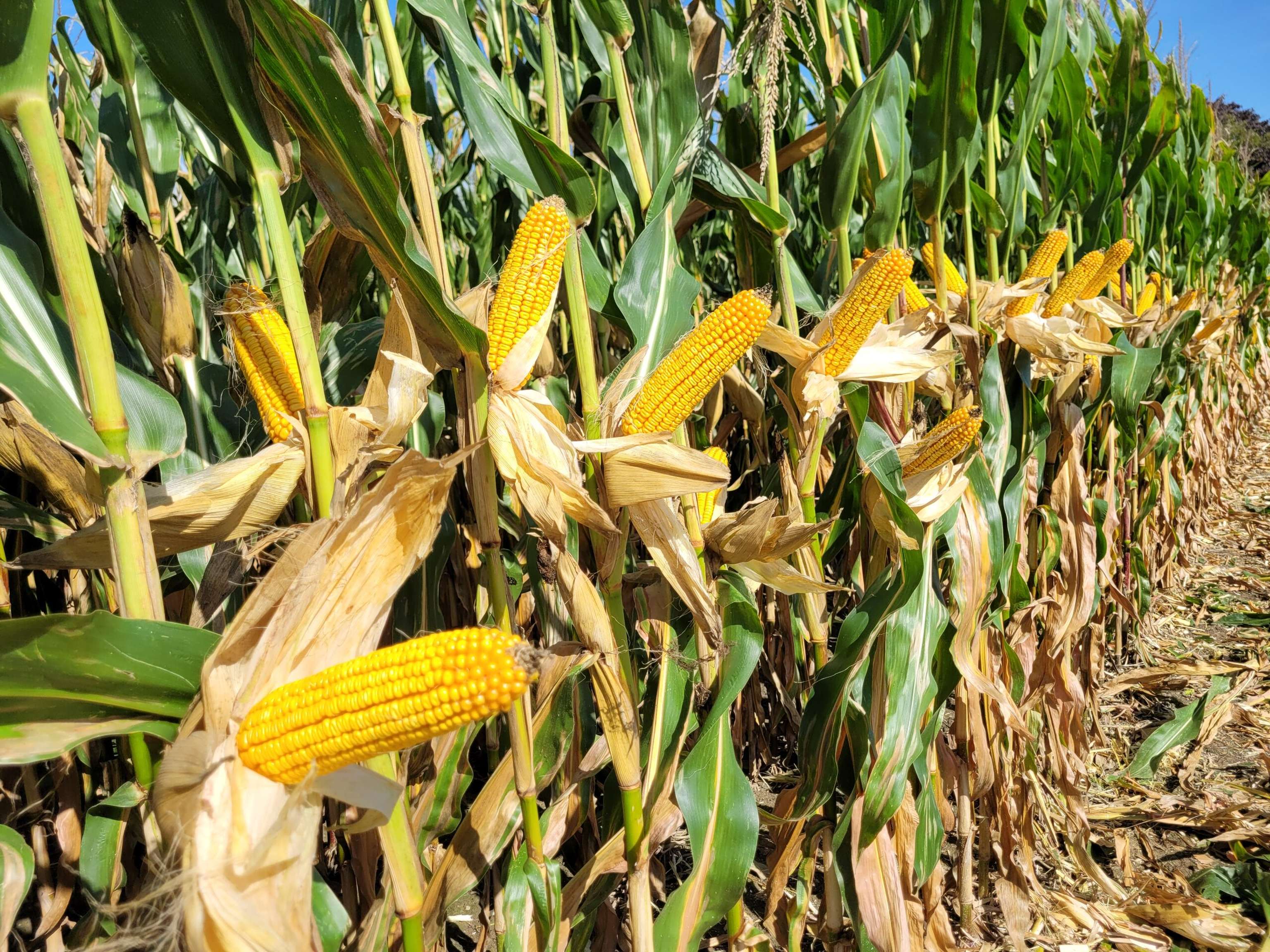 Artesio bietet hohe Erträge.