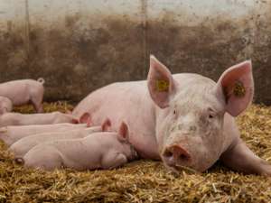 Biologische Schweinehaltung 57 ID88040