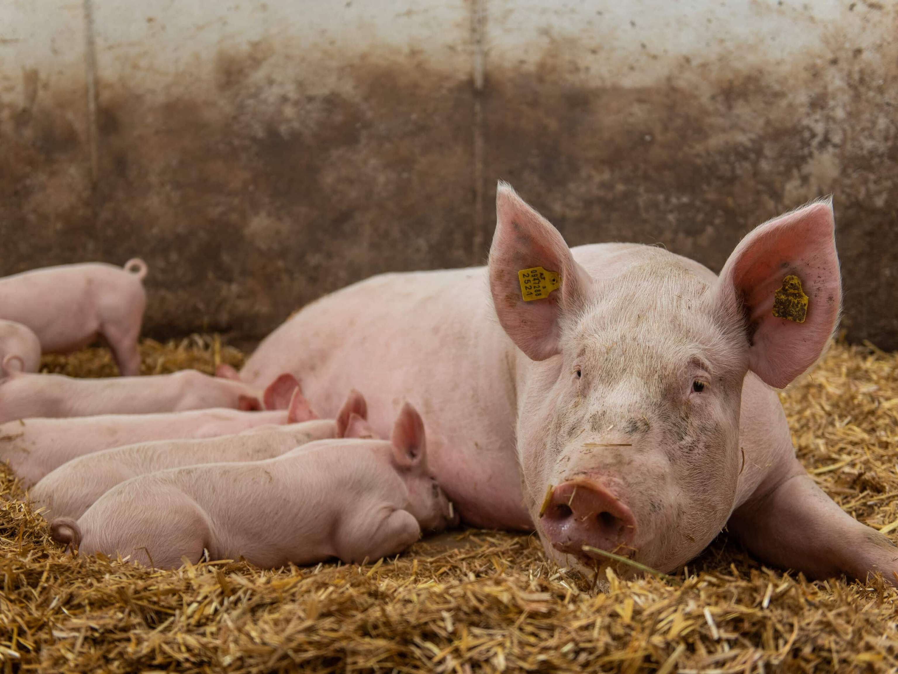 Biologische Schweinehaltung 57 ID88040