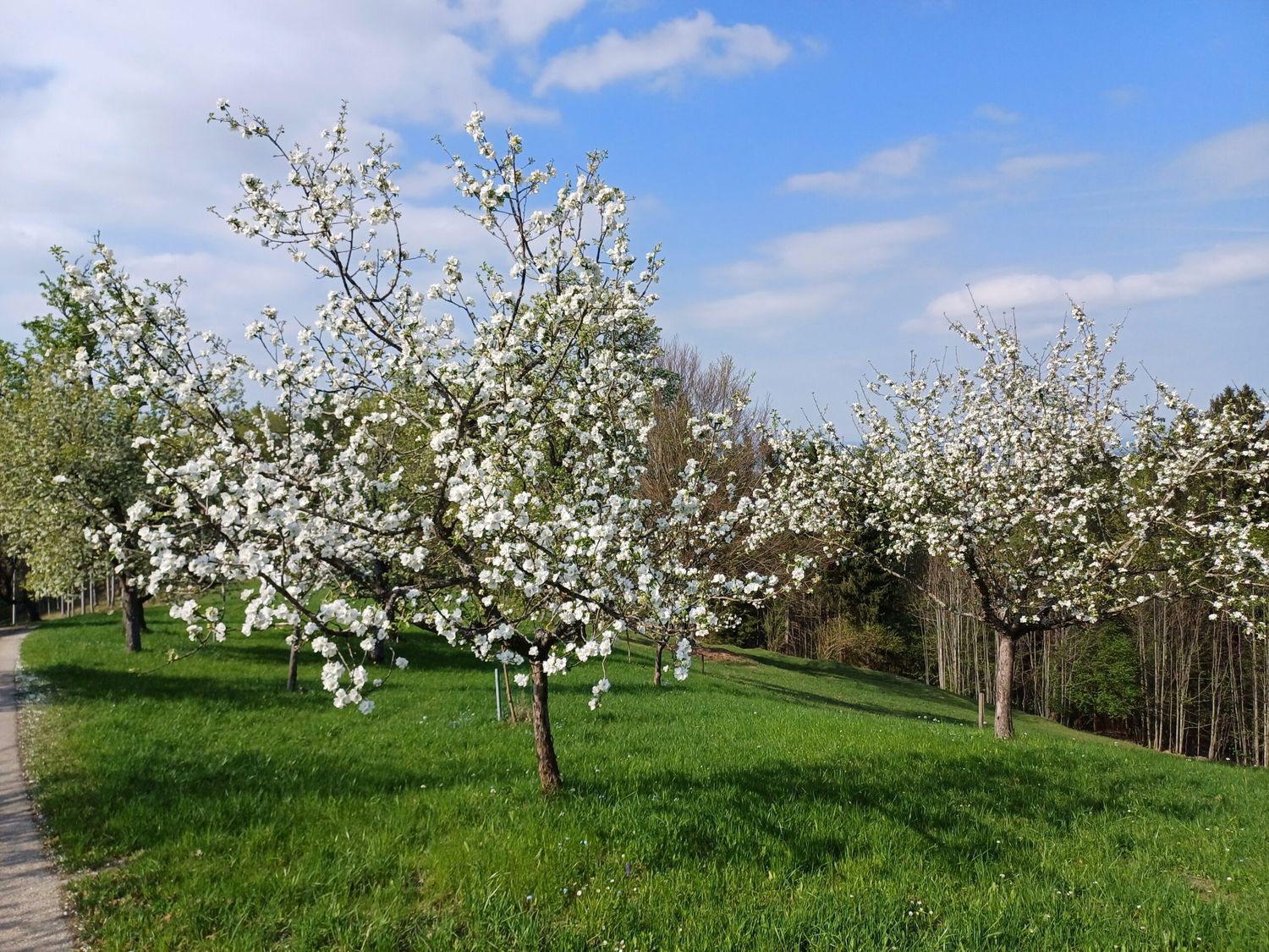 Apfelblüte 2024 (1) LK OÖ