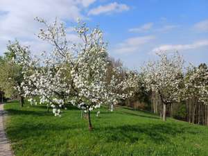 Apfelblüte 2024 (1) LK OÖ