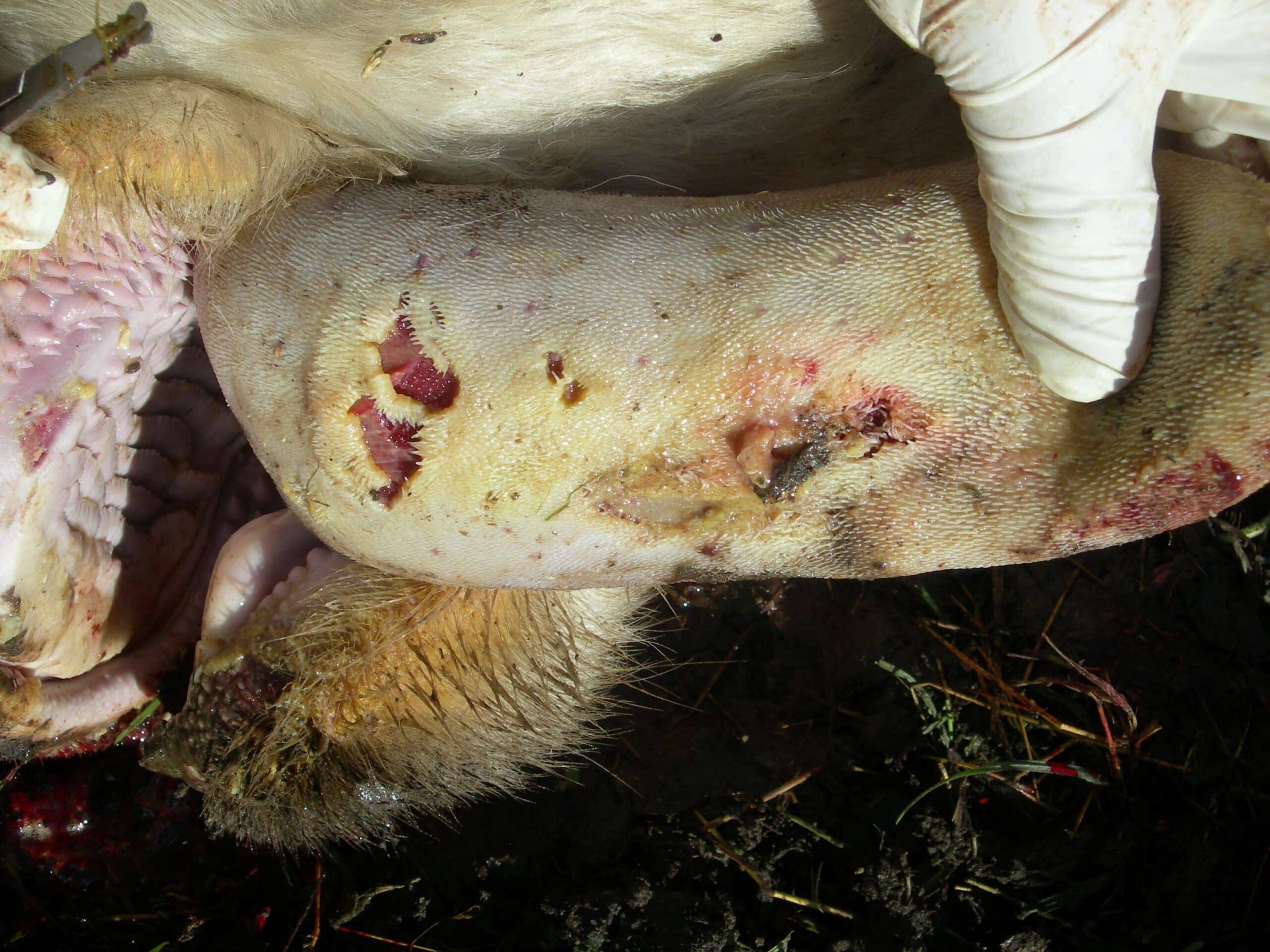 MKS/Veränderungen Maul