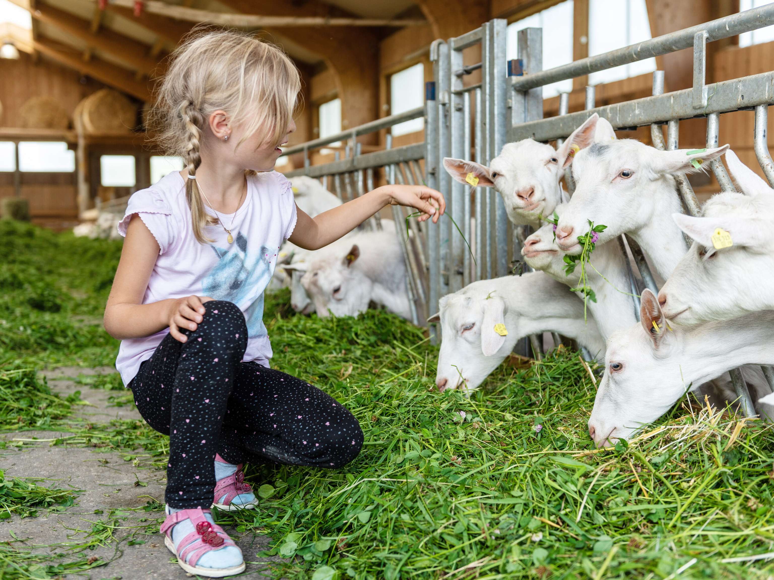 Milchziegen Gruenfuetterung 6 ID87814