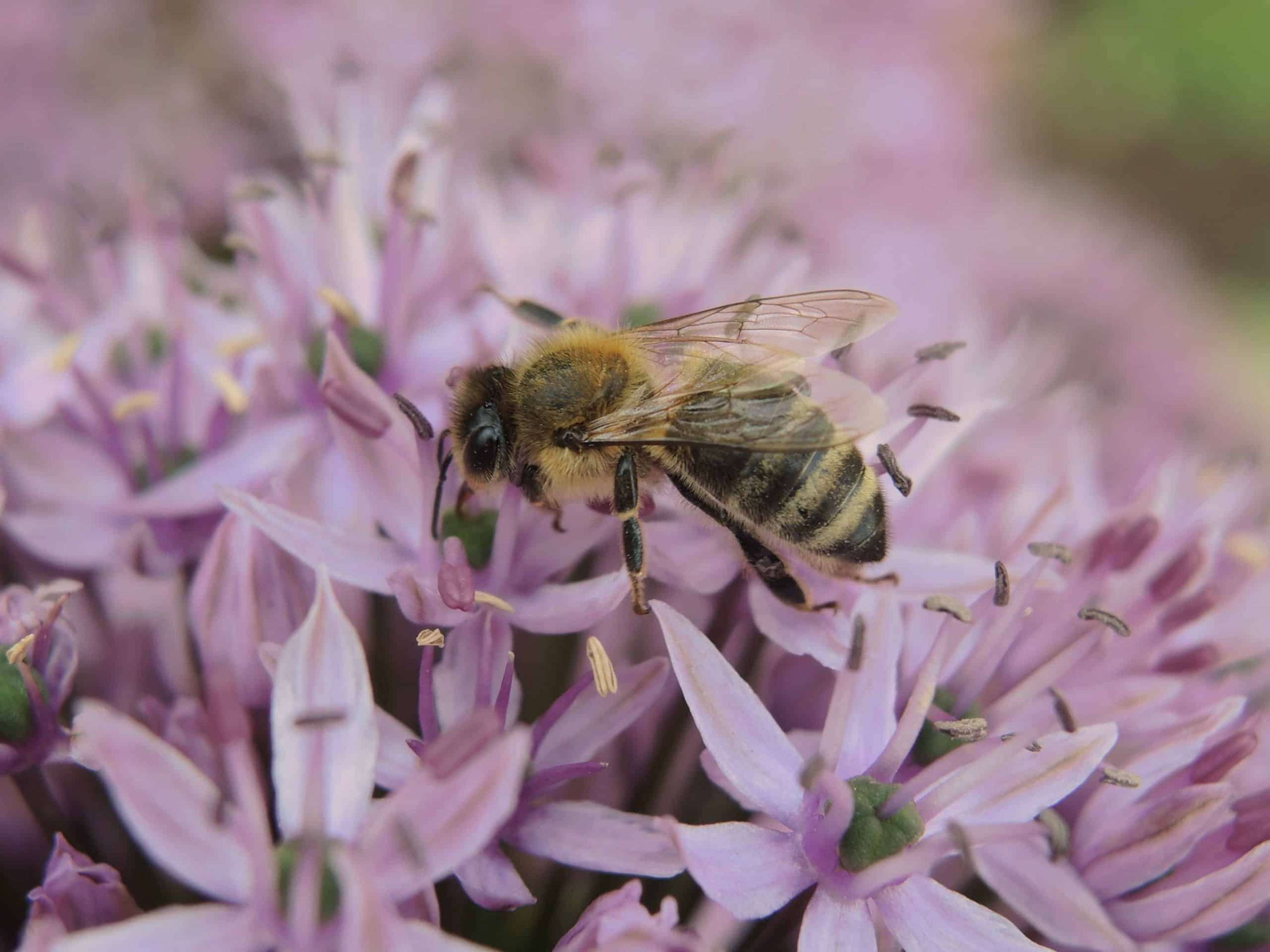 Biene_Fruehling_1-ID91056-scaled.jpg