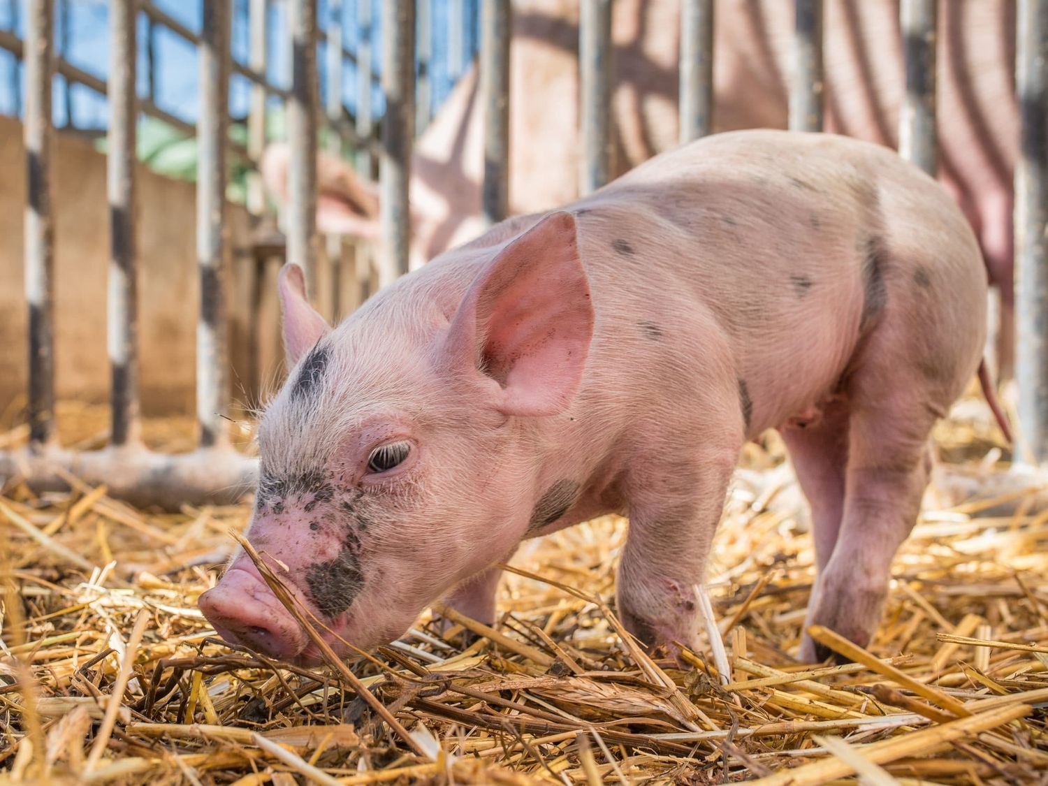 Biologische Schweinehaltung 20 ID76891