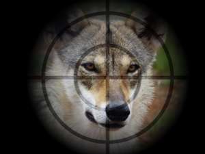Wolf Cross Hair