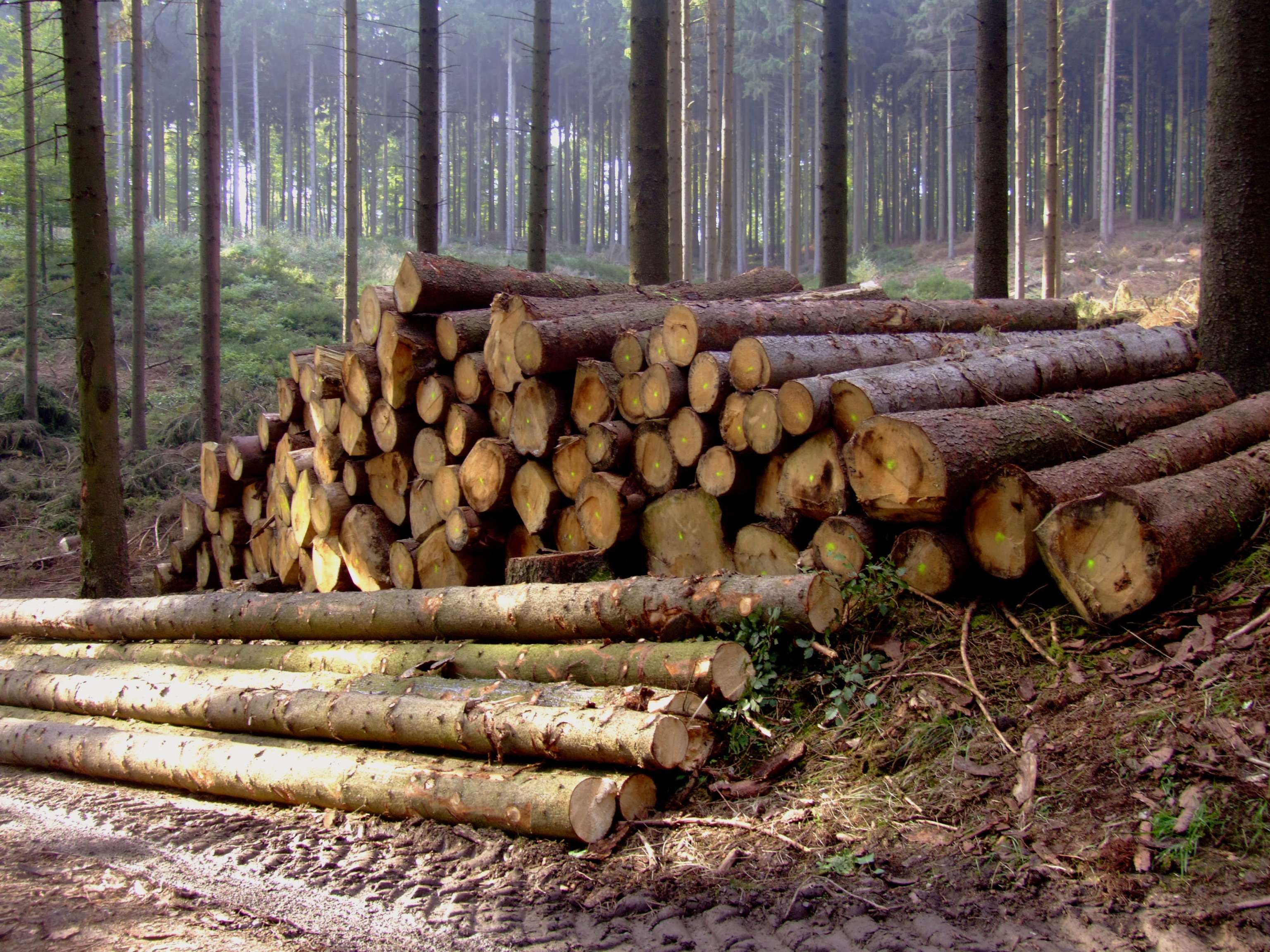 Holzstapel