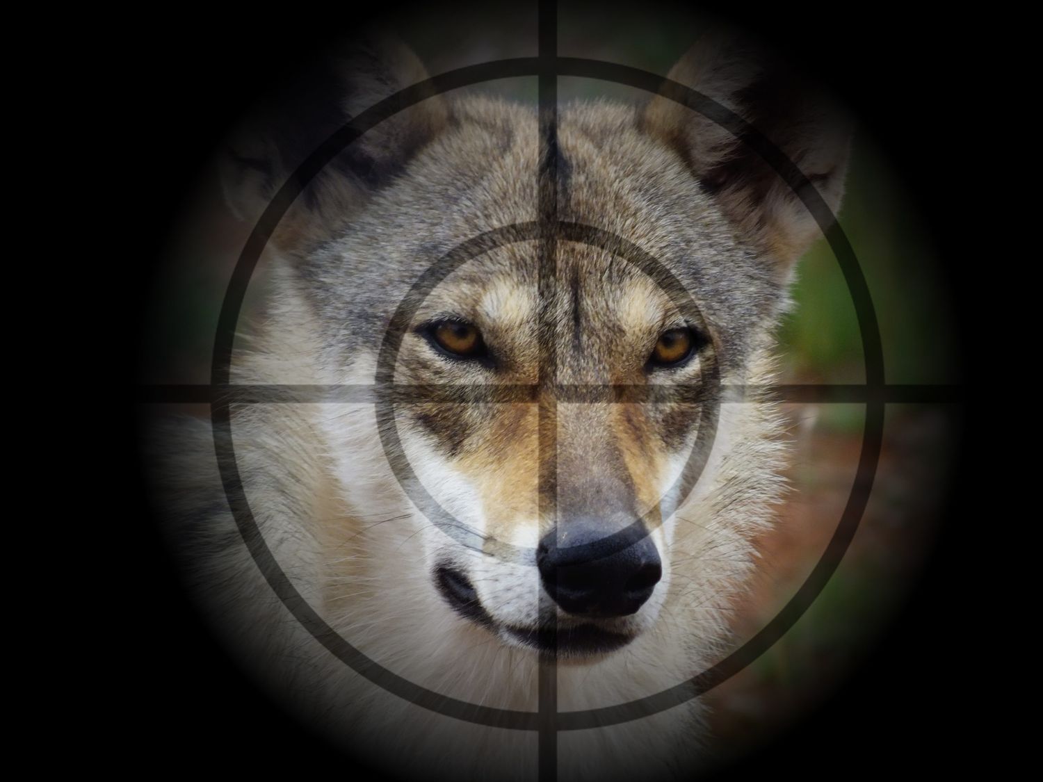 Wolf im Visier