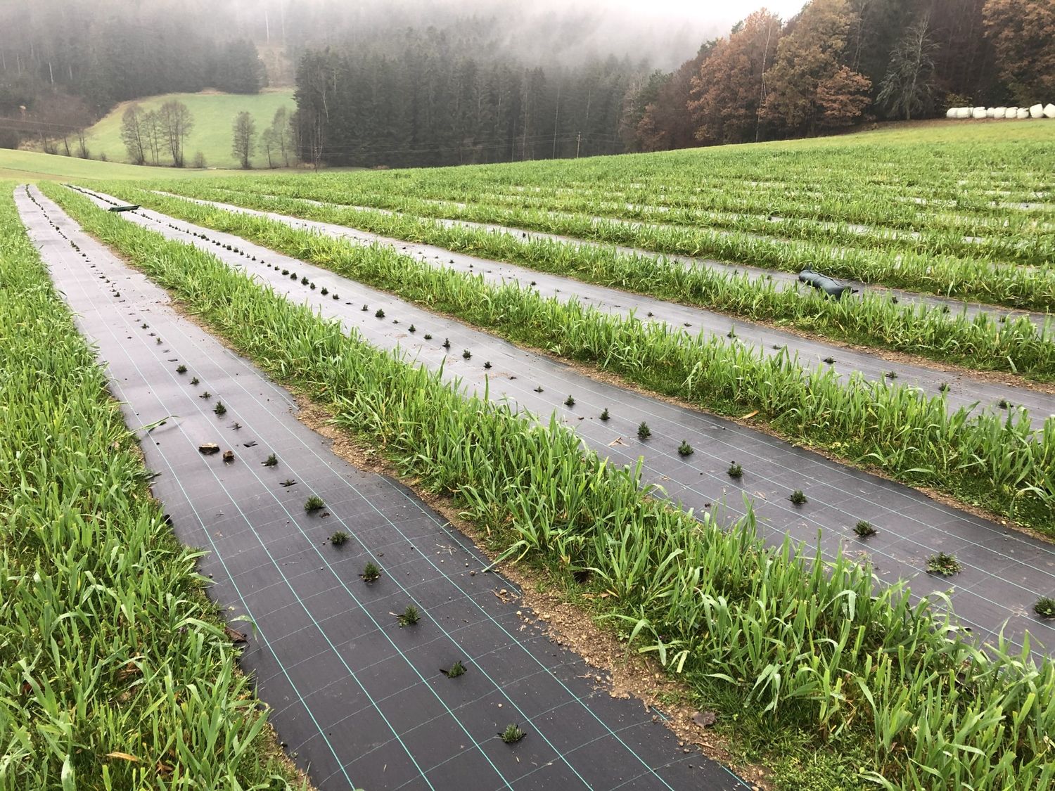 Lavendel-Feld mit Grünstreifen im November des vergangenen Jahres bei Familie Thaller in Sarleinsbach.