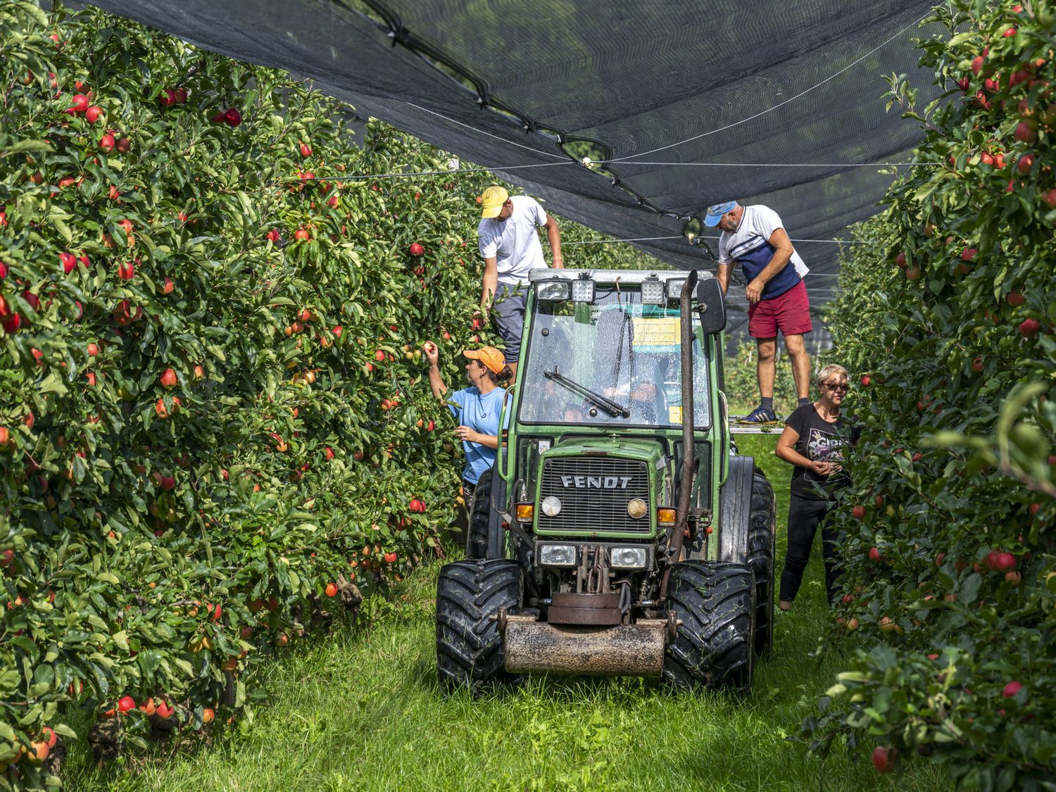 Lediglich auf frostberegneten Flächen ernten steirische Obstbauern nennenswerte Mengen.