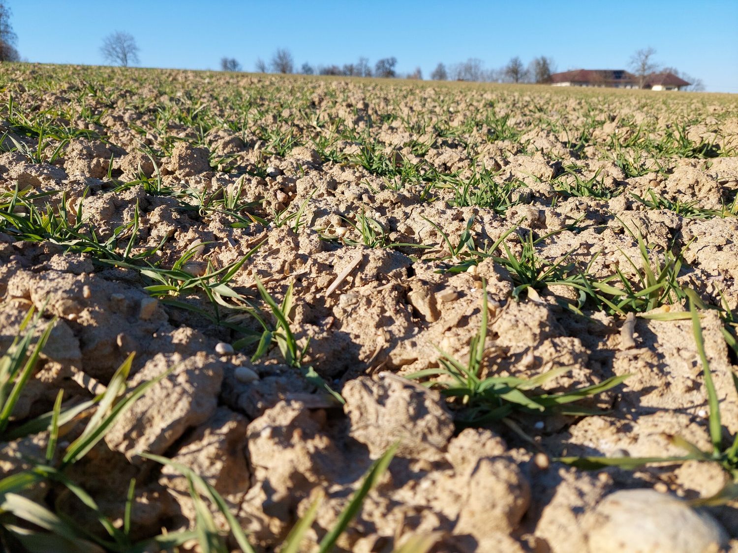 Eine Düngung zu Winterweizen ist ab 16. Februar erlaubt, vorausgesetzt es bestehen keine generellen Düngeverbote.
