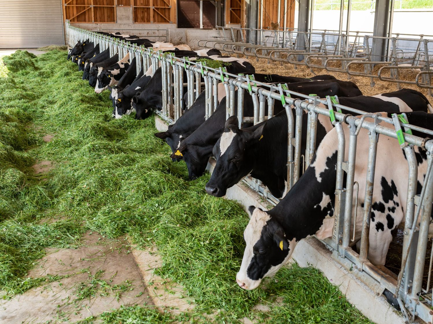 Holstein Gruenfutter 2 ID95867