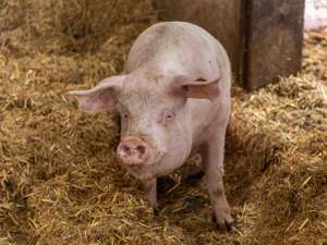 Biologische Schweinehaltung 85 ID88012(1)