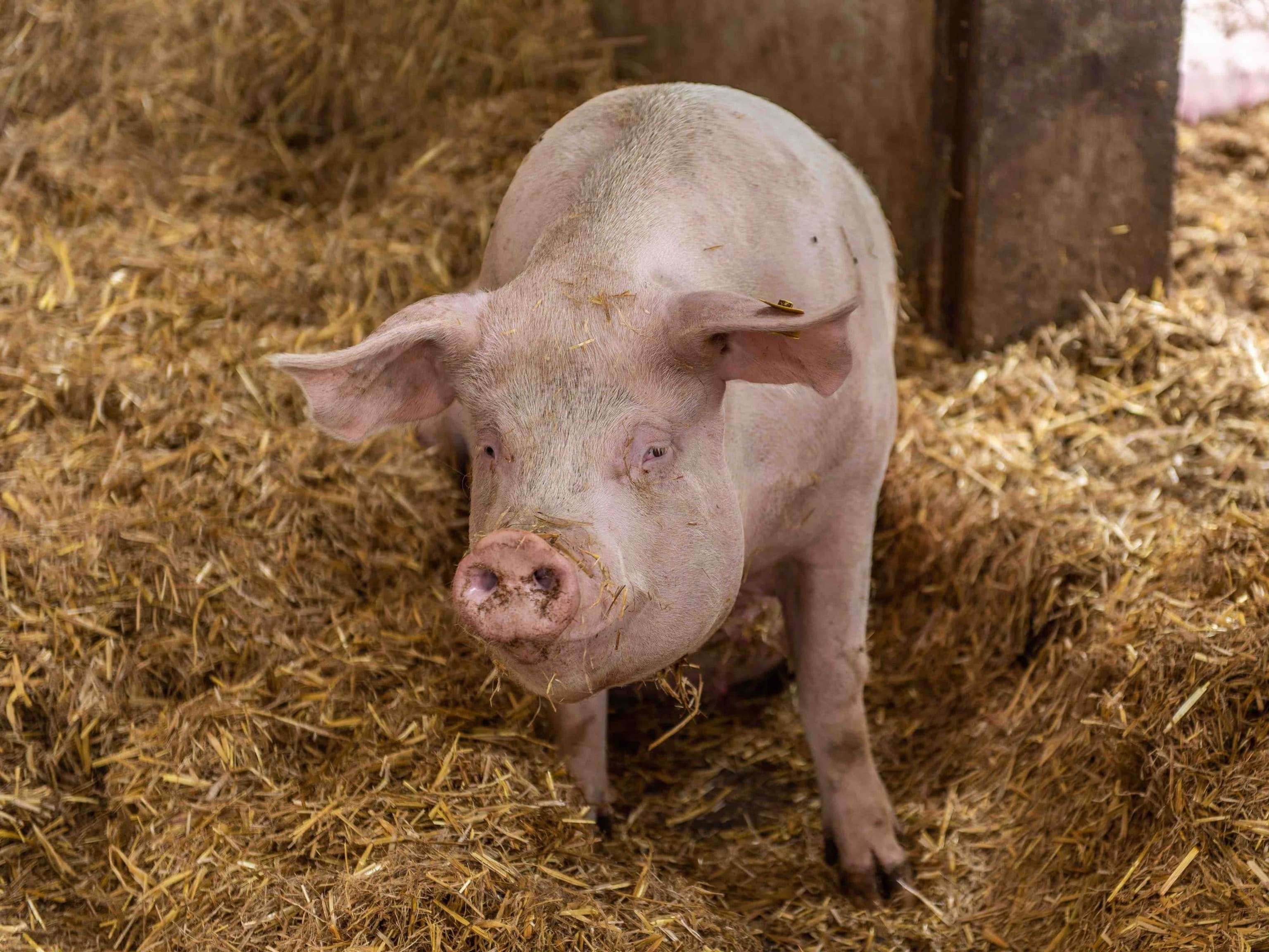 Biologische Schweinehaltung 85 ID88012(1)