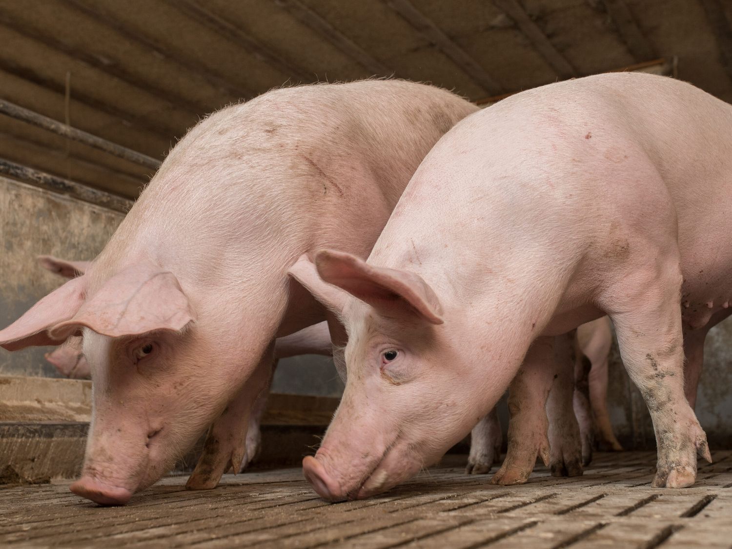 Den Handlungsbedarf sieht Wolfgang Wallner vor allem bei der Schweinemast und Bürokratie.
