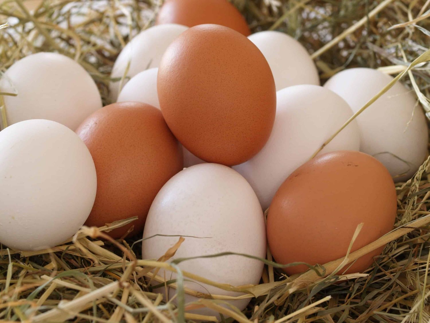 Eier