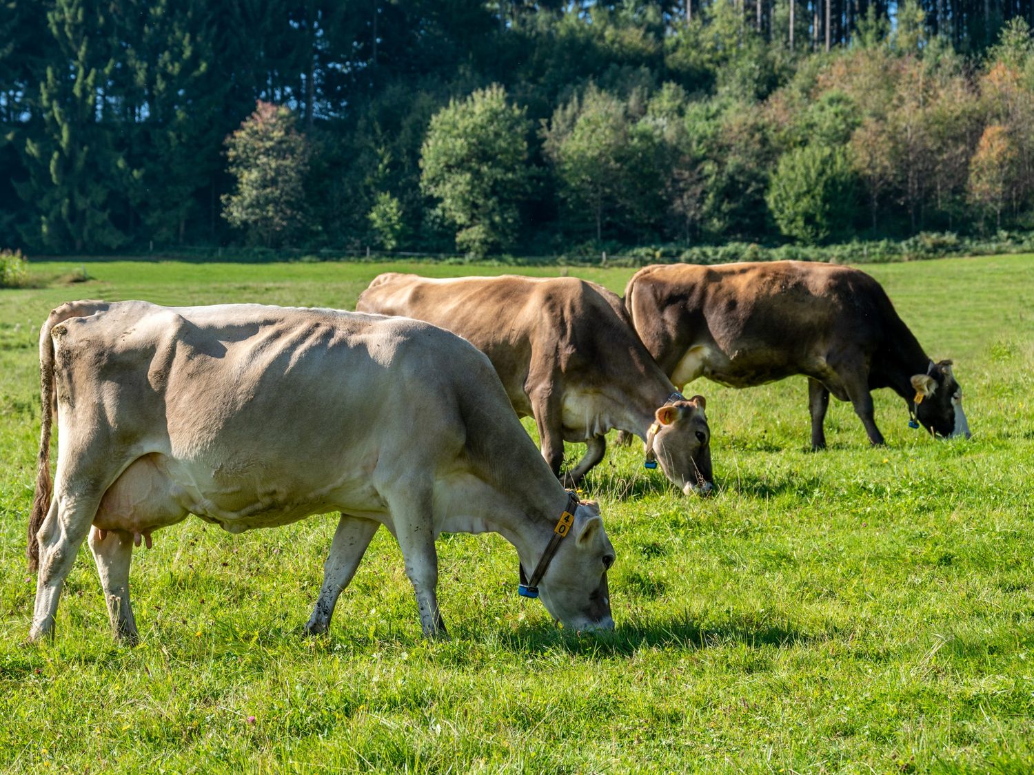 Korrekte Angaben zur Weidealtung förderfähiger Tiere sind Pflicht. FOTO: agrarfoto.com
