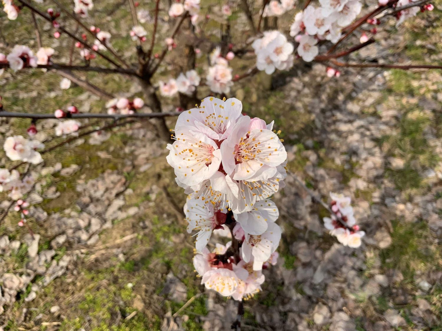 Marillenblüte