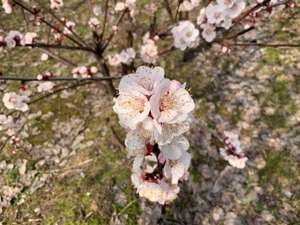 Marillenblüte