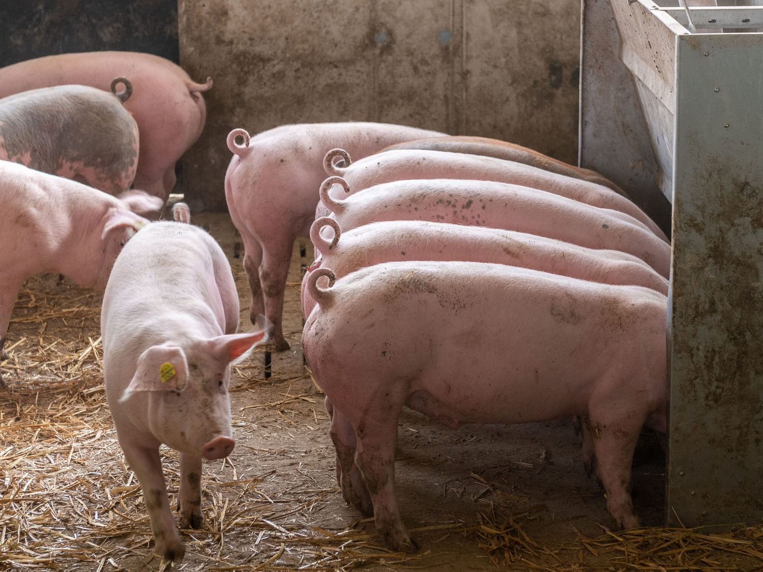 Pigport 3 13 ID95564