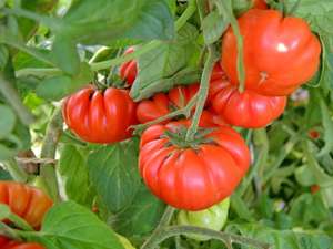Fleischtomate