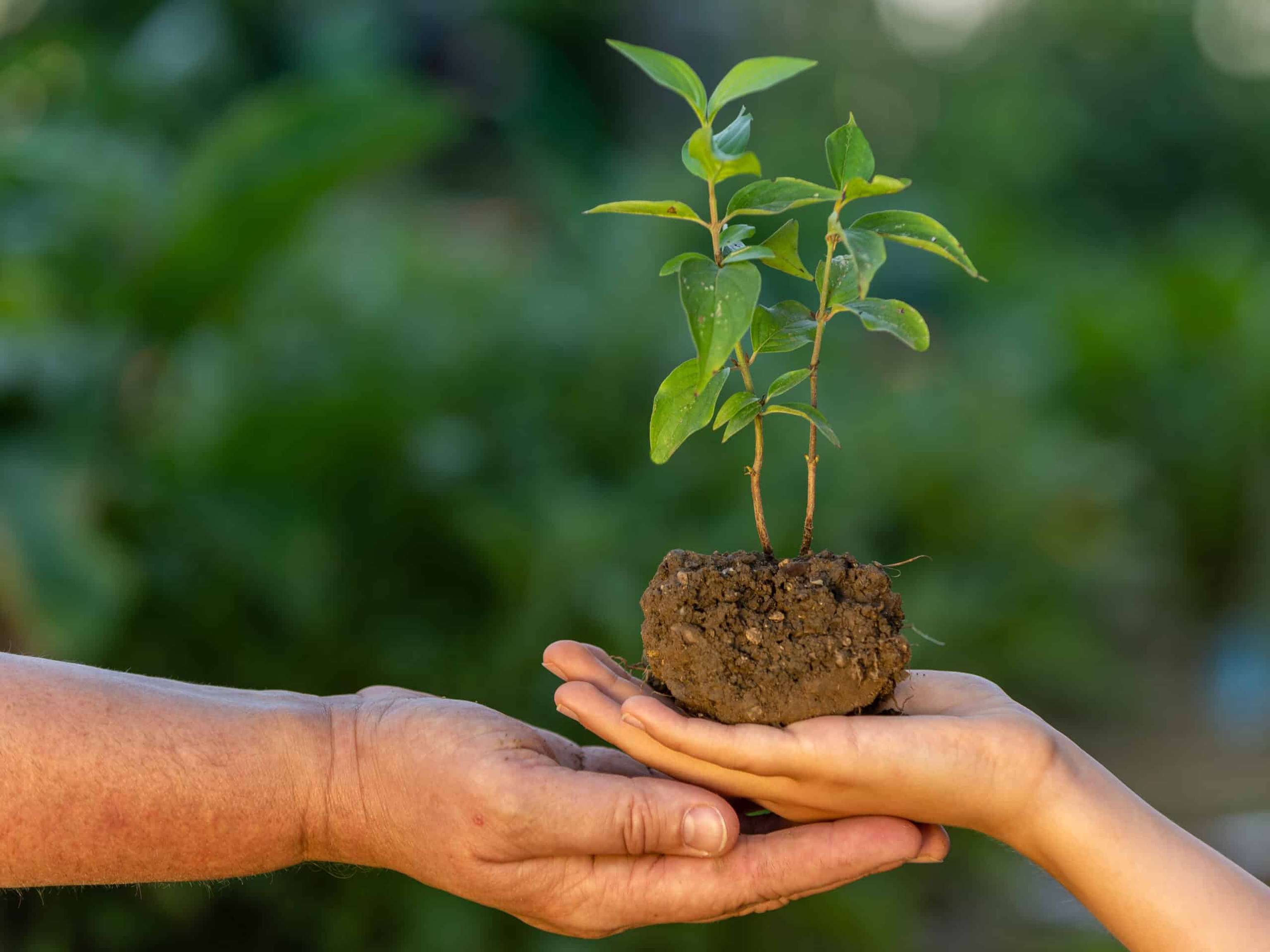 Pflaenzchen Hoffung 6 ID96116