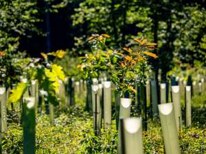 Wiederanpflanzen von jungen Laubbäumen im Mischwald
