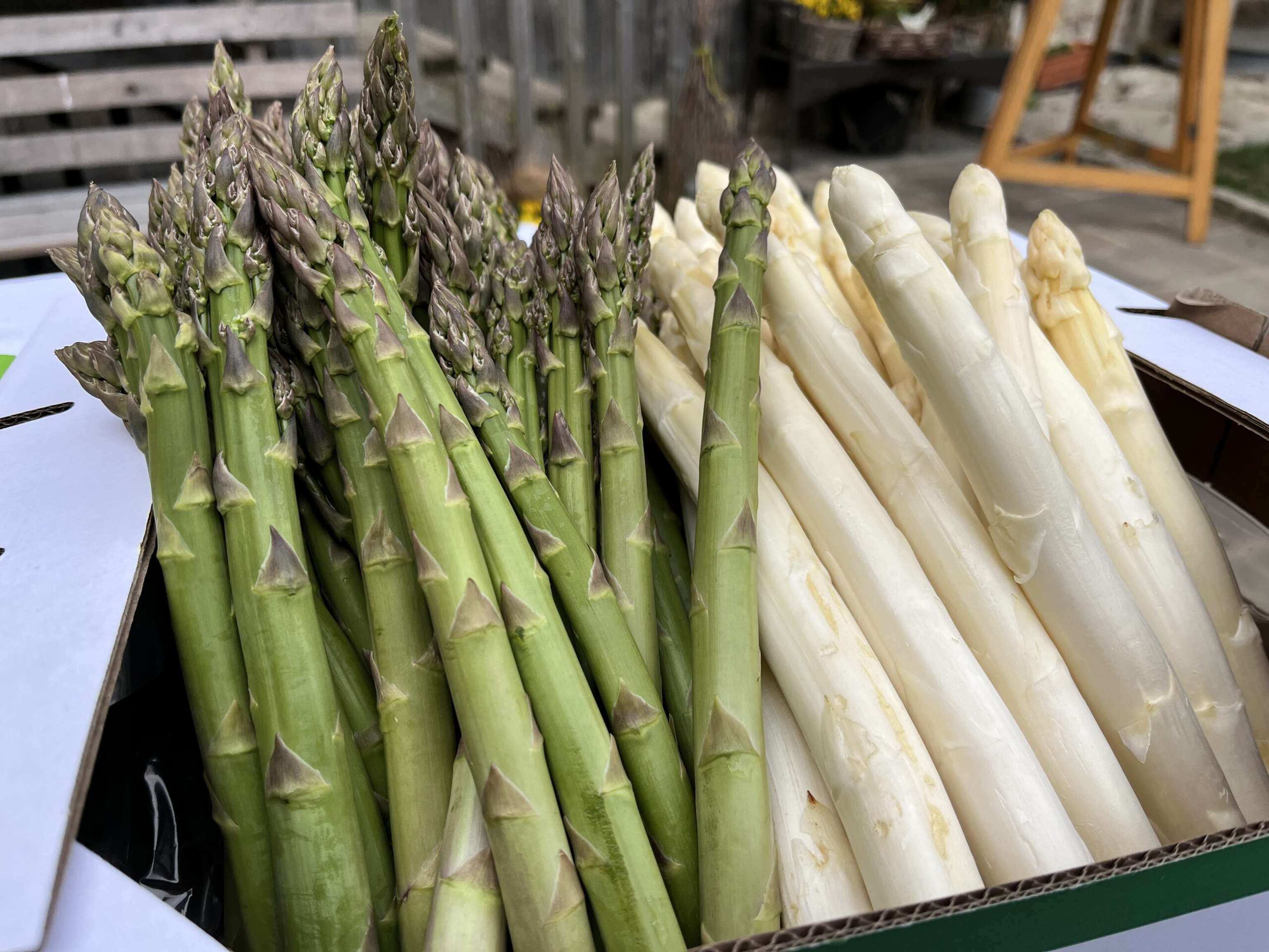 Spargel