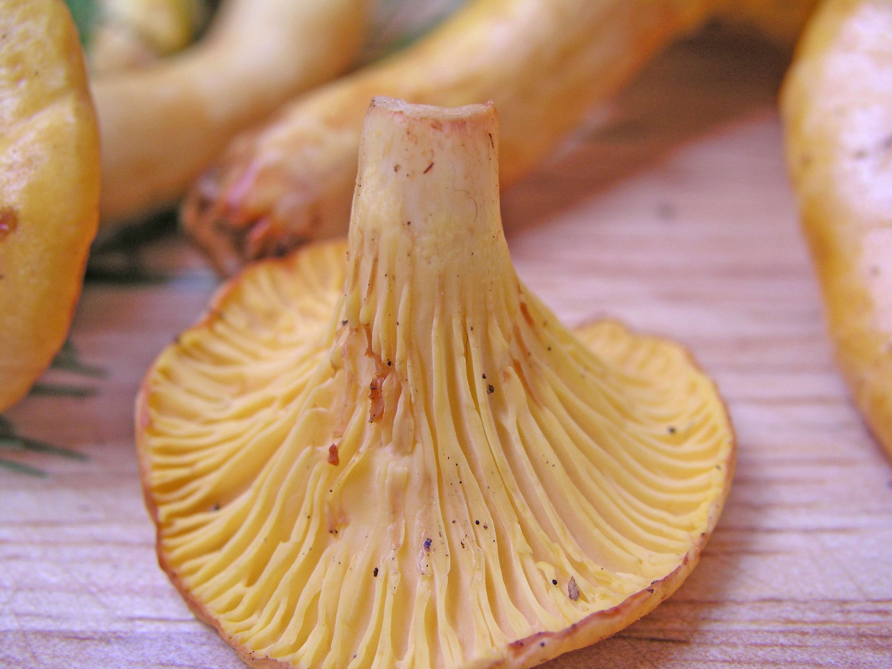 Nahaufnahme der Unterseite eines goldgelben Pfifferlings mit deutlich sichtbaren Lamellen, weitere Pilze unscharf im Hintergrund.