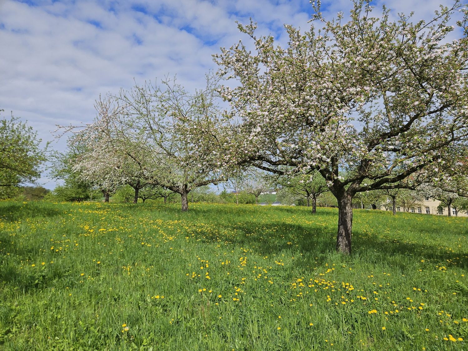 Baum