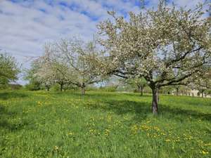 Baum