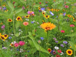 Blumenwiese 8 ID91046