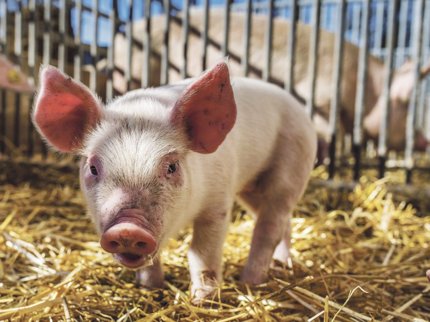 Schweinehaltung