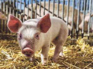 Schweinehaltung