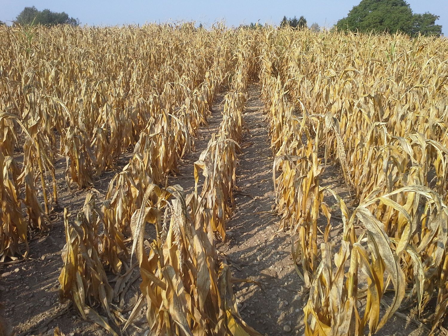 Vertrocknetes Maisfeld nach einer Dürreperiode