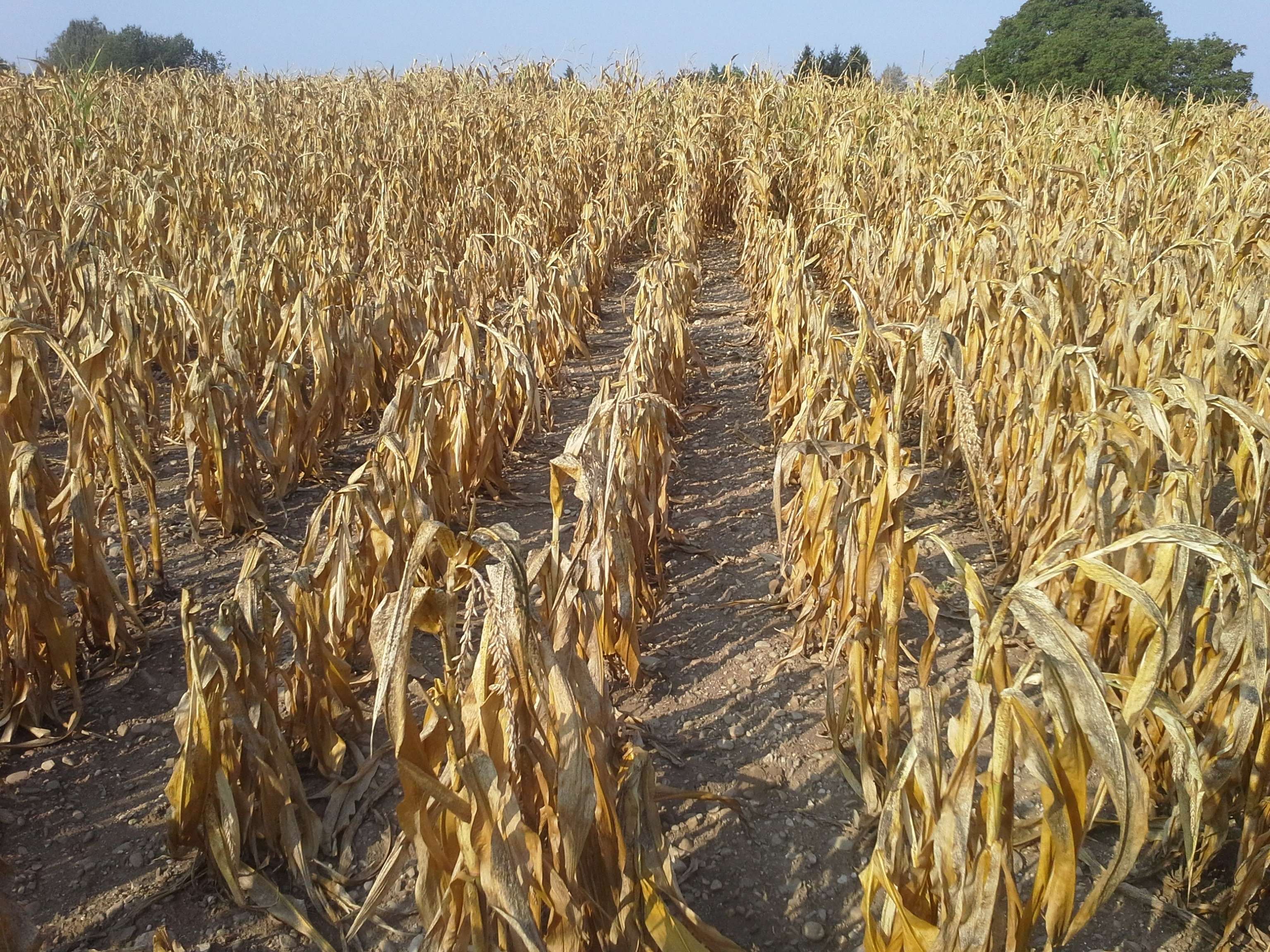 Vertrocknetes Maisfeld nach einer Dürreperiode