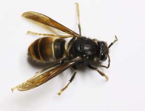 Asiatische Hornisse Vespa Velutina (2)