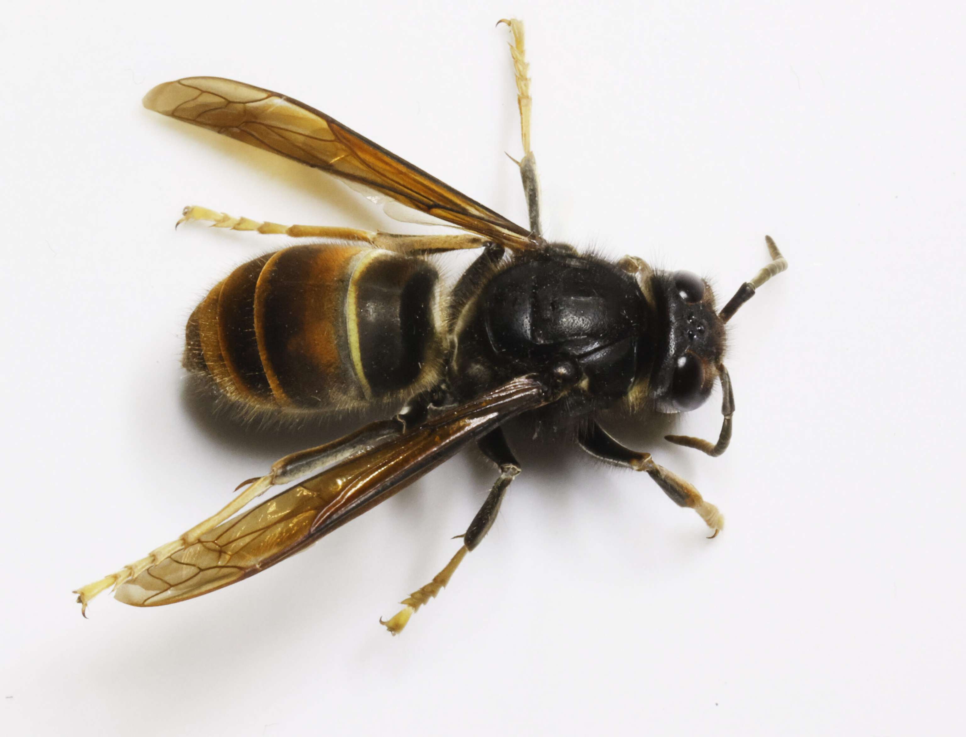 Asiatische Hornisse Vespa Velutina (2)