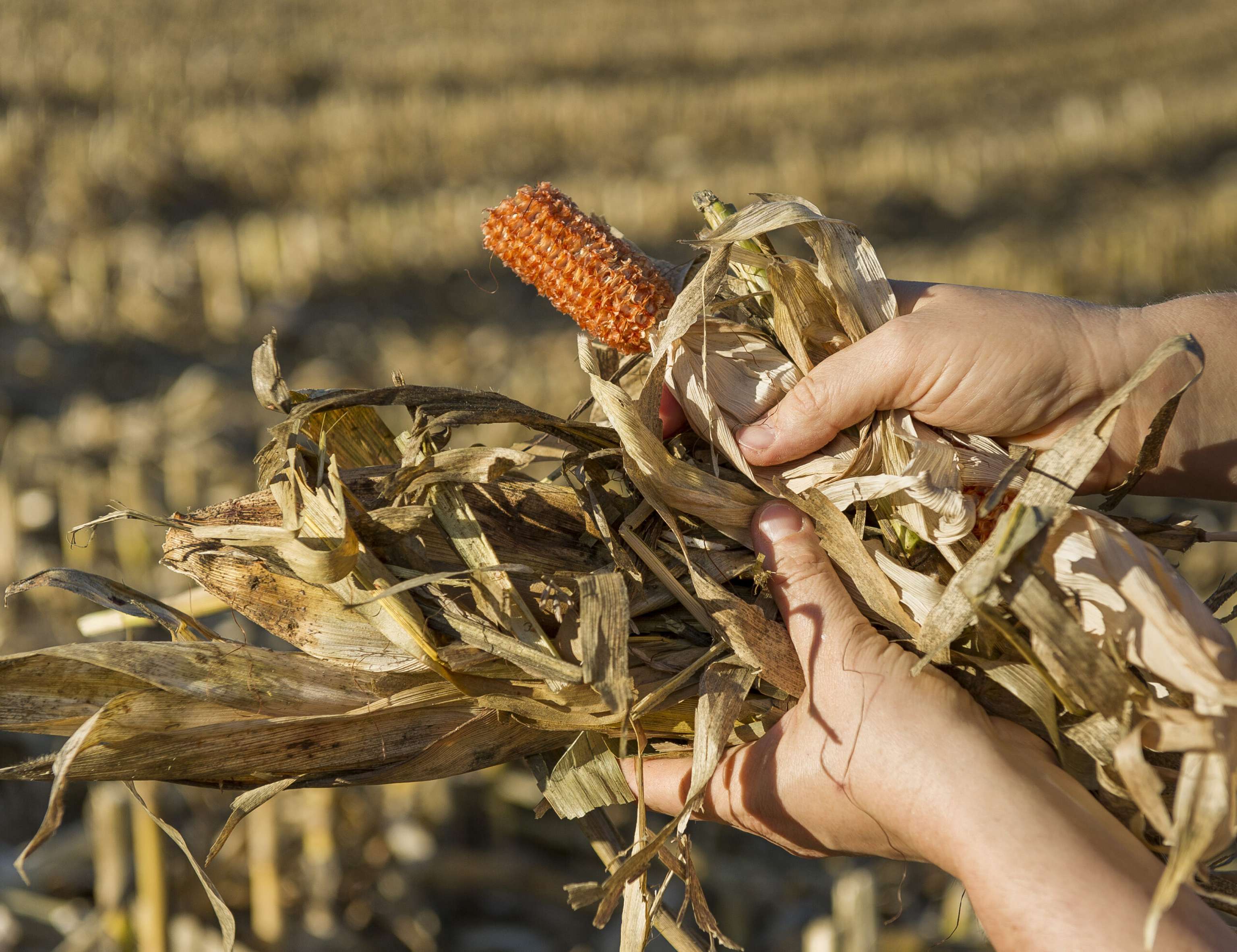 Maisstroh Zerkleinert