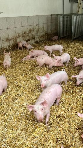 Etwa 800 Ferkel kommen auf dem Jahner-Hof pro Jahr zur Welt.