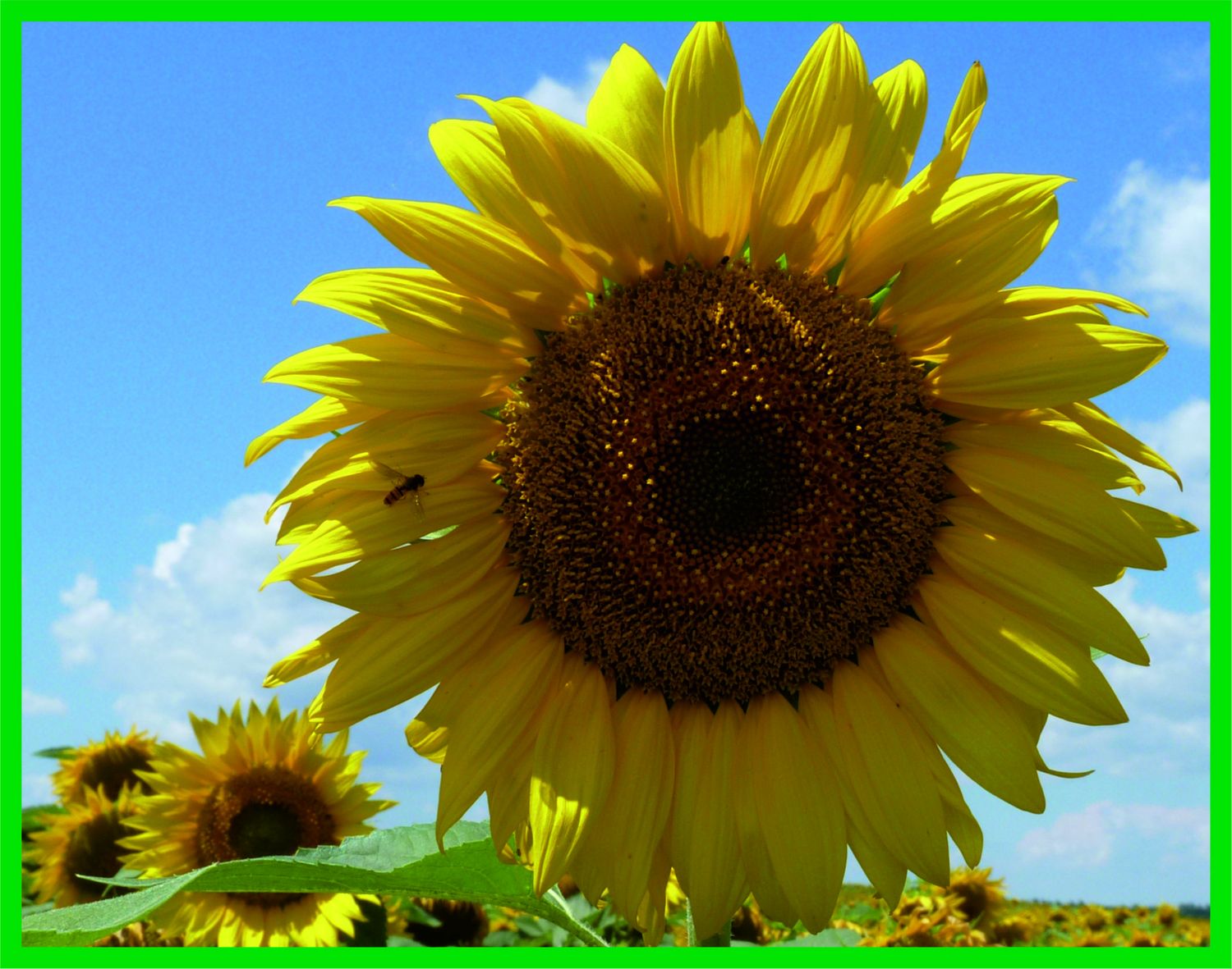 PR-Foto_sonnenblume_BZ_allg_02042021-scaled.jpg