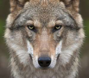Wolf Symbolbild