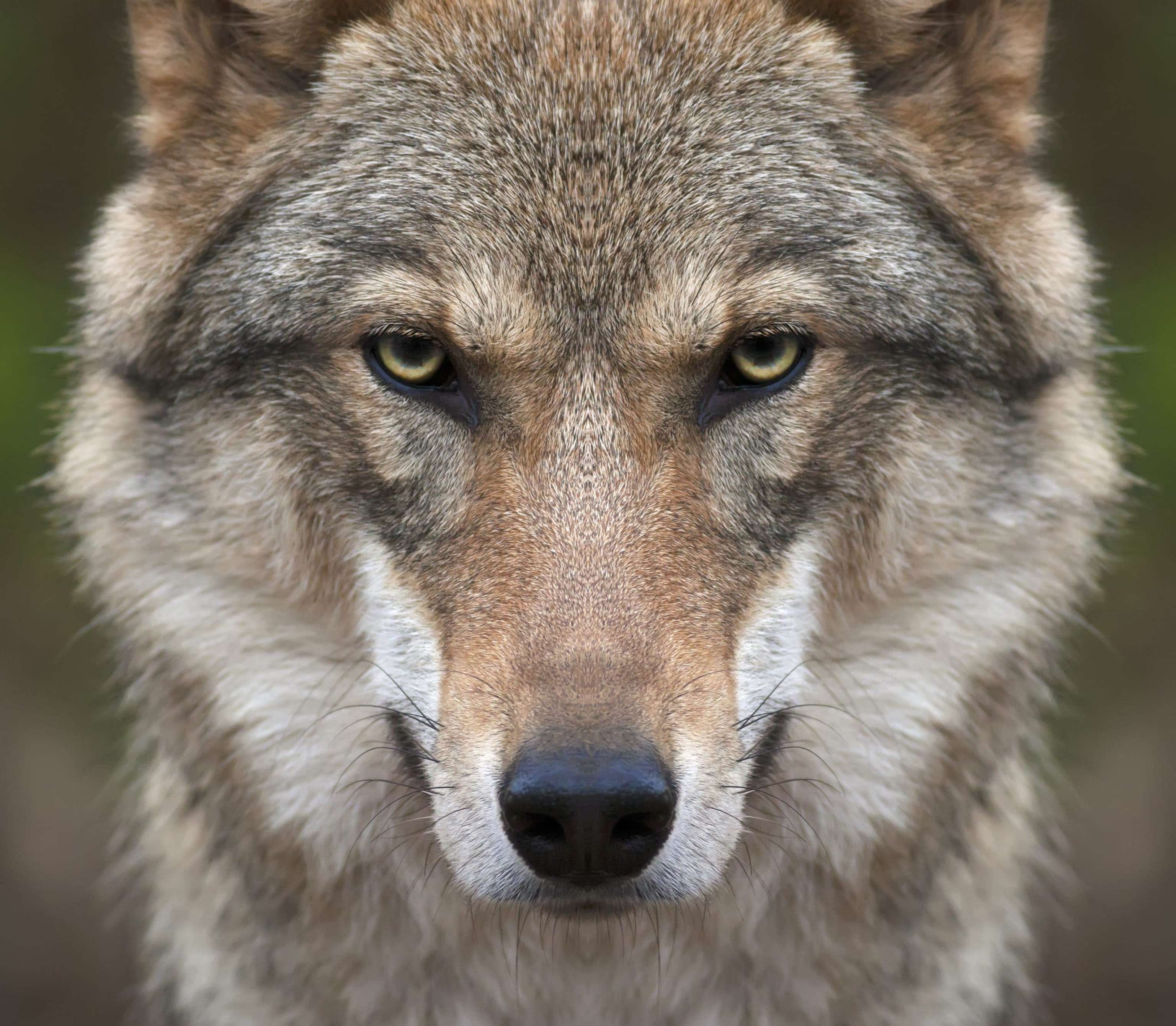 Wolf Symbolbild