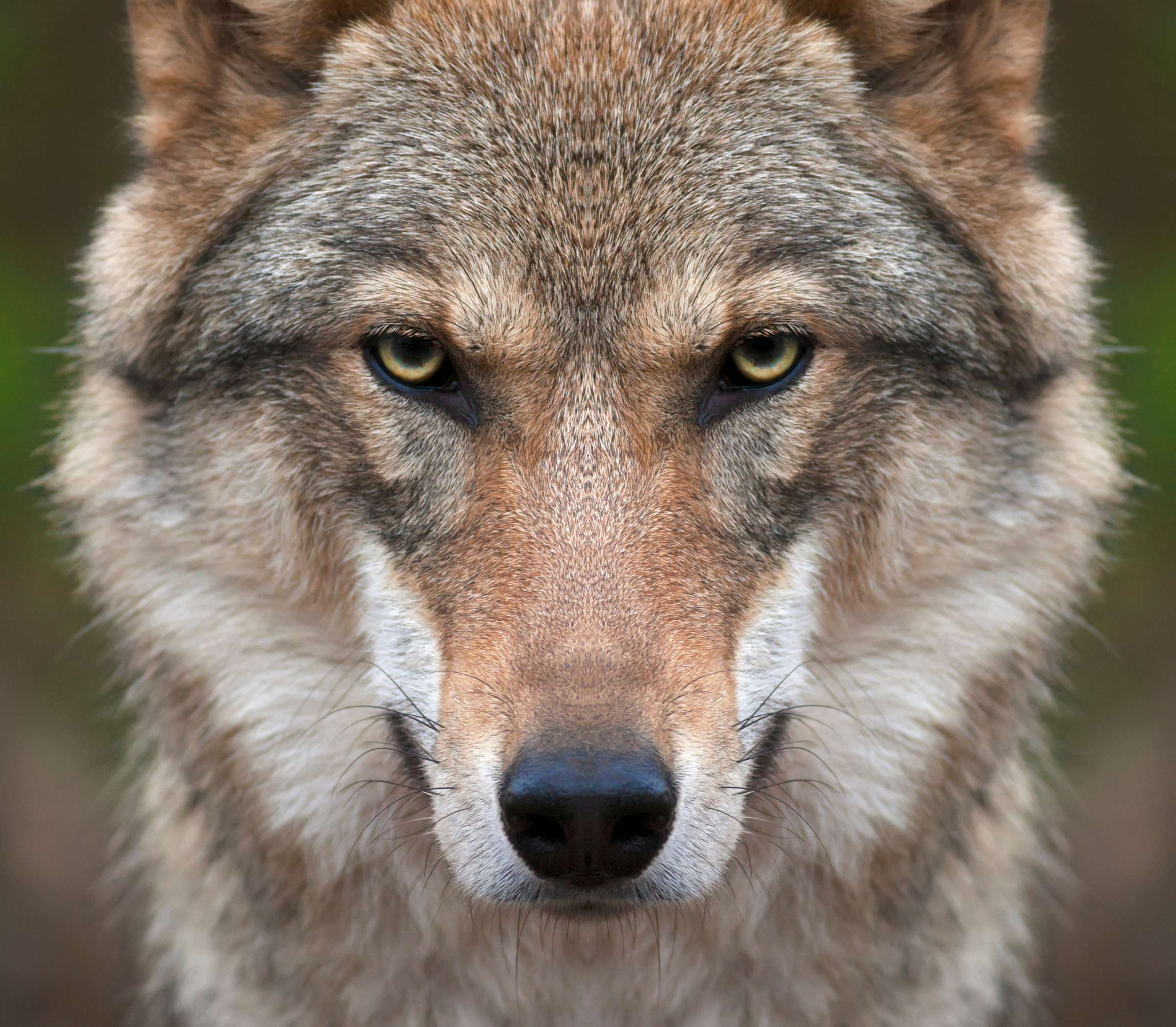 Wolf