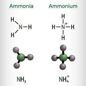Ammonium und Ammoniak