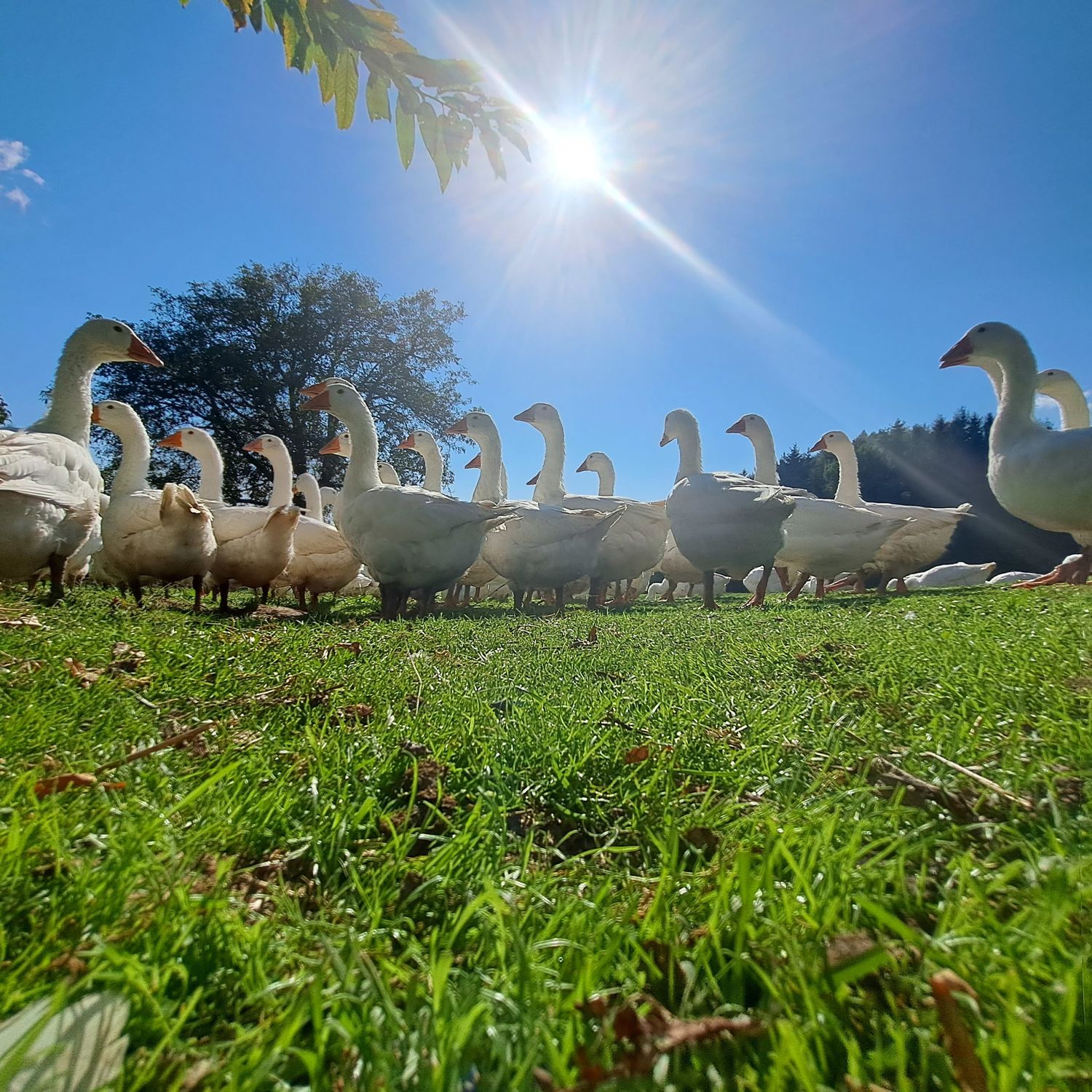 Gänse In Der Sonne Hebesberger